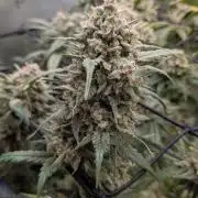 Sour Black Cherry Haze F2  by Speedrun