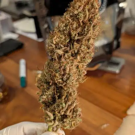 Gorilla Cookies Auto