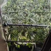 Sour Black Cherry Haze F2  by Speedrun