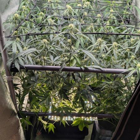Sour Black Cherry Haze F2  by Speedrun