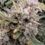 Sour Black Cherry Haze F2  by Speedrun