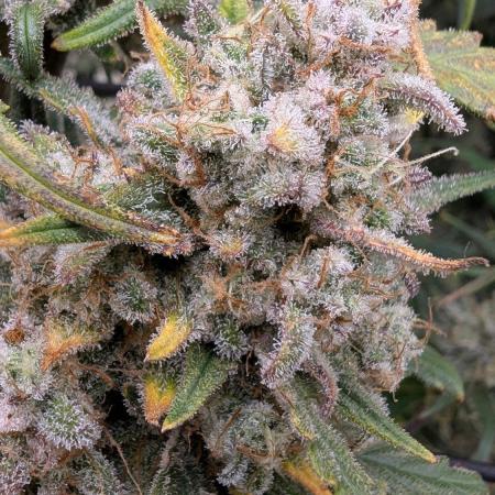 Sour Black Cherry Haze F2  by Speedrun