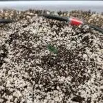 Sour Jealousy in an Autopot