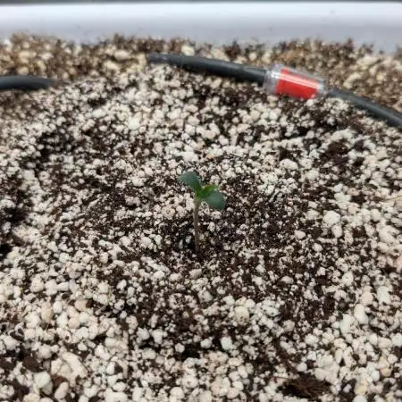 Sour Jealousy in an Autopot