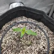 Papaya Cookies Auto