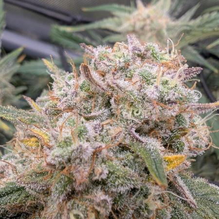Sour Black Cherry Haze F2  by Speedrun
