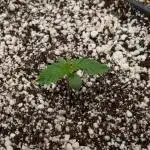 Sour Jealousy in an Autopot