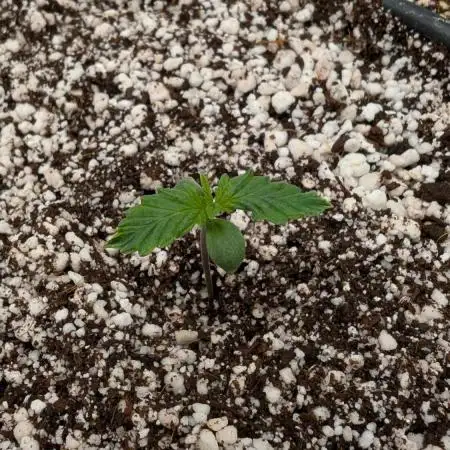 Sour Jealousy in an Autopot