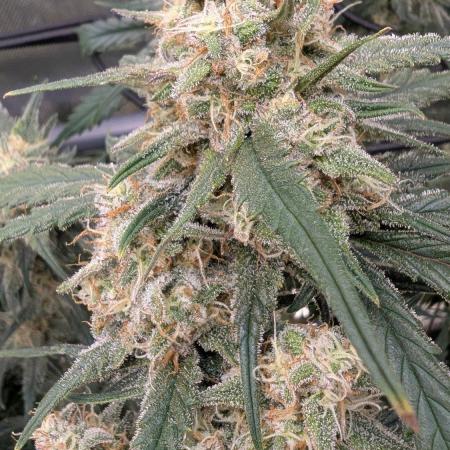 Sour Black Cherry Haze F2  by Speedrun