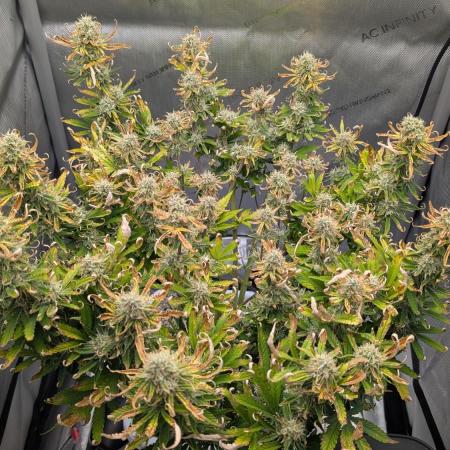 Sour Jealousy in an Autopot