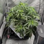Sour Black Cherry Haze F2 by Speedrun