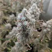 Slamberry*Orange Portal