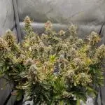 Sour Jealousy in an Autopot