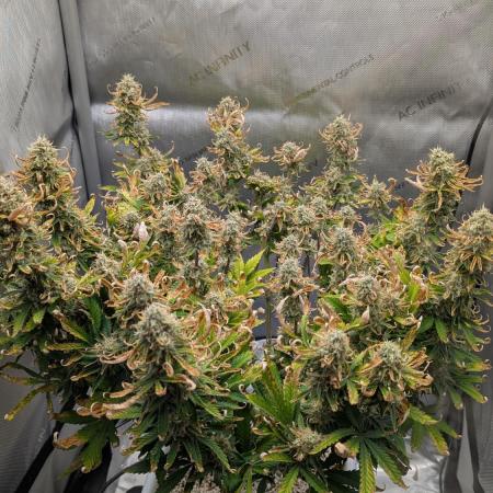 Sour Jealousy in an Autopot