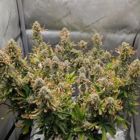 Sour Jealousy in an Autopot