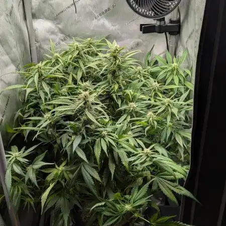 Papaya Cookies Auto