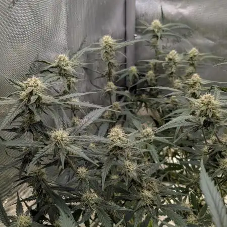 Sour Black Cherry Haze F2  by Speedrun