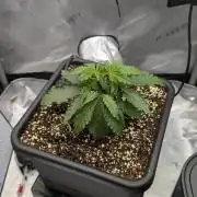 Sour Black Cherry Haze F2  by Speedrun