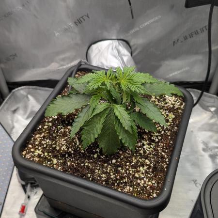Sour Black Cherry Haze F2  by Speedrun