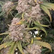 Sour Black Cherry Haze F2  by Speedrun