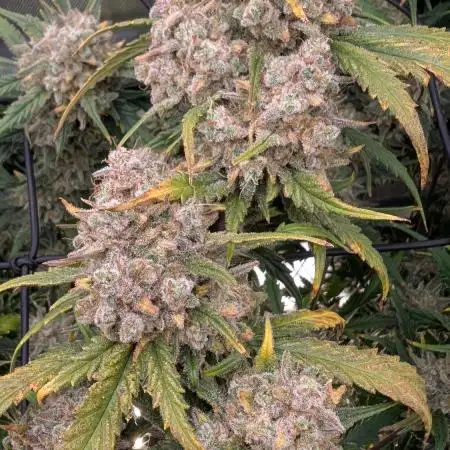 Sour Black Cherry Haze F2  by Speedrun