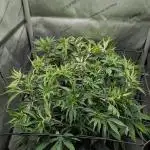 Sour Jealousy in an Autopot