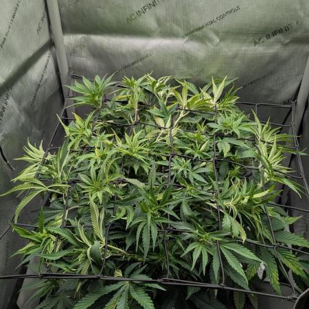 Sour Jealousy in an Autopot