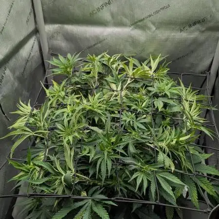 Sour Jealousy in an Autopot
