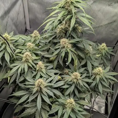 Strawberry Mango Crumble Autopot + Coco