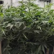 Sour Black Cherry Haze F2  by Speedrun