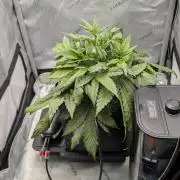 Papaya Cookies Auto