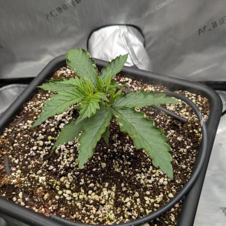 Sour Black Cherry Haze F2  by Speedrun
