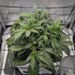 Sour Jealousy in an Autopot