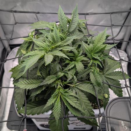 Sour Jealousy in an Autopot