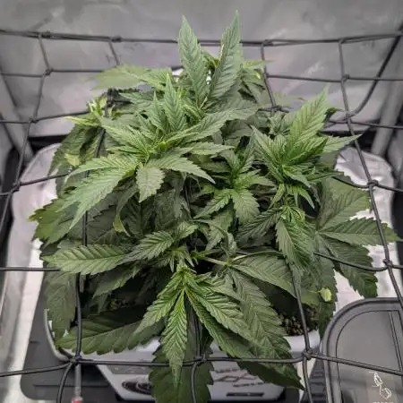 Sour Jealousy in an Autopot