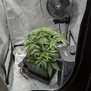 Sour Black Cherry Haze F2  by Speedrun