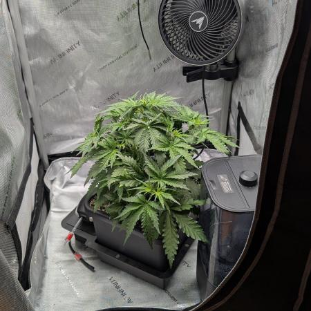 Sour Black Cherry Haze F2  by Speedrun