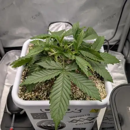 Sour Jealousy in an Autopot