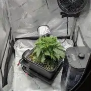 Sour Black Cherry Haze F2  by Speedrun