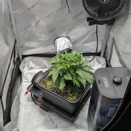 Sour Black Cherry Haze F2  by Speedrun