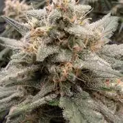 Sour Black Cherry Haze F2  by Speedrun