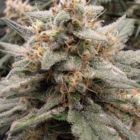 Sour Black Cherry Haze F2  by Speedrun
