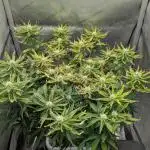 Sour Jealousy in an Autopot