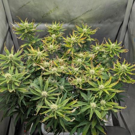 Sour Jealousy in an Autopot