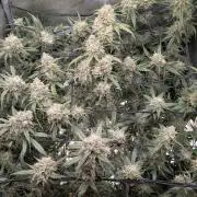Sour Black Cherry Haze F2 by Speedrun
