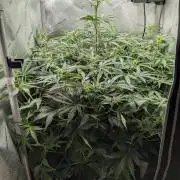 Sour Black Cherry Haze F2  by Speedrun