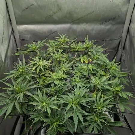 Sour Jealousy in an Autopot