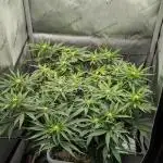 Sour Jealousy in an Autopot