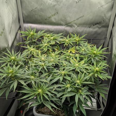 Sour Jealousy in an Autopot