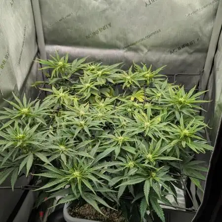 Sour Jealousy in an Autopot